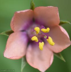 Scarlet Pimpernel