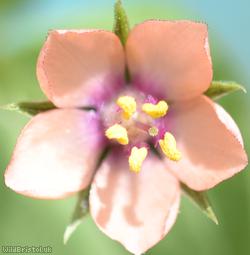 Scarlet Pimpernel
