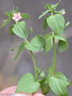 Scarlet Pimpernel