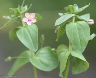 Scarlet Pimpernel