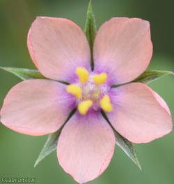 Scarlet Pimpernel