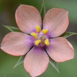 Scarlet Pimpernel