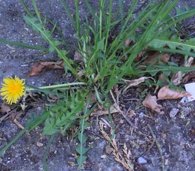 image for False Spiky-leaved Dandelion