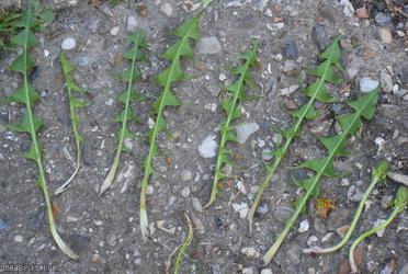 False Spiky-leaved Dandelion