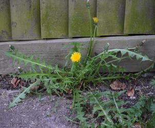 False Spiky-leaved Dandelion