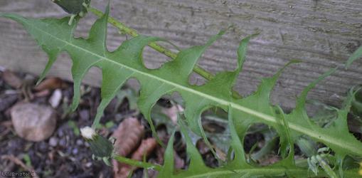 False Spiky-leaved Dandelion