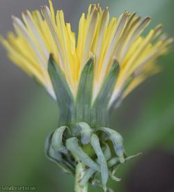 False Spiky-leaved Dandelion