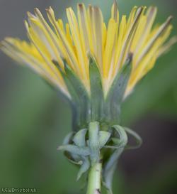 False Spiky-leaved Dandelion