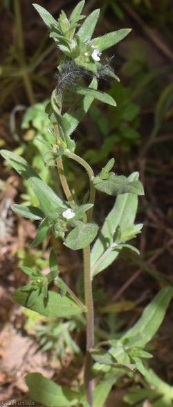 Field Gromwell