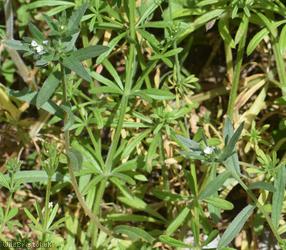 Field Gromwell