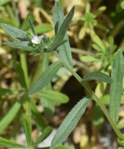 Field Gromwell