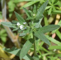 Field Gromwell