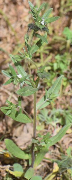 Field Gromwell