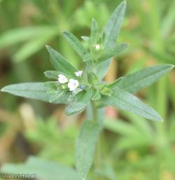 image for Field Gromwell