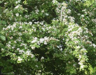 image for Common Hawthorn type 69