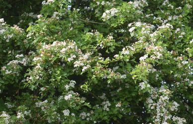 Common Hawthorn type 69