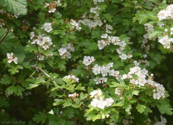 Common Hawthorn type 69