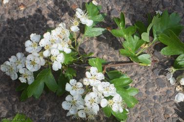 Common Hawthorn type 69
