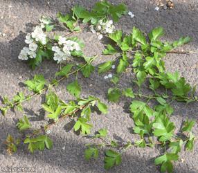 Common Hawthorn type 69