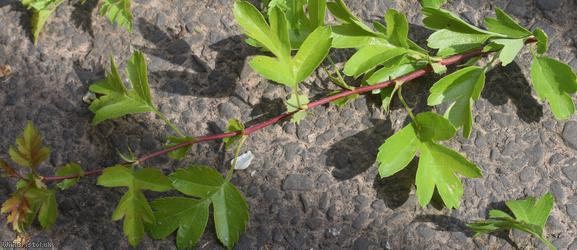 Common Hawthorn type 69