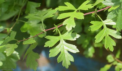 image for Common Hawthorn type 70