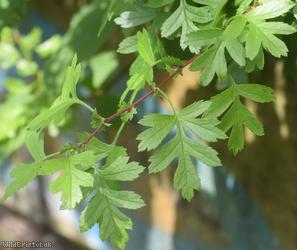 Common Hawthorn type 70