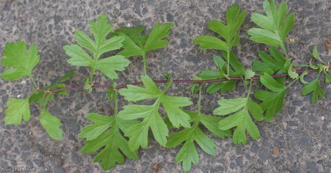 Common Hawthorn type 70