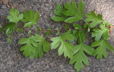 Common Hawthorn type 70