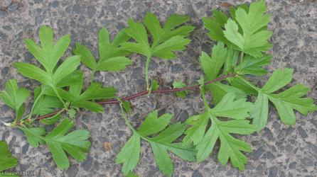 Common Hawthorn type 70