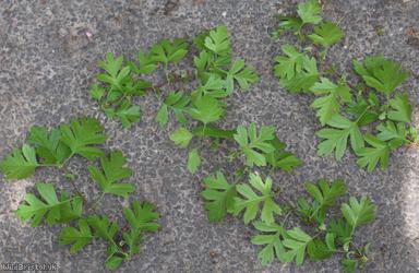 Common Hawthorn type 70