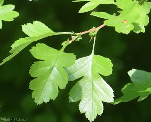 image for Common Hawthorn type 71