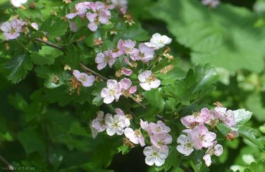 Common Hawthorn type 71