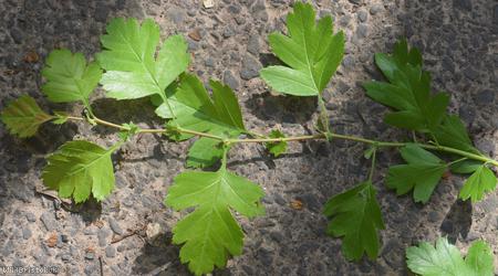 Common Hawthorn type 71
