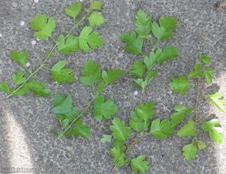 Common Hawthorn type 71