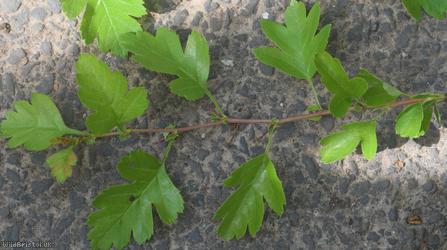 Common Hawthorn type 71