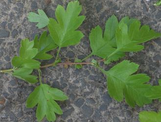 Common Hawthorn type 71