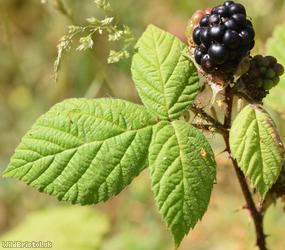 Tuberculed Bramble