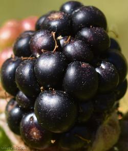 Tuberculed Bramble