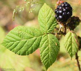 Tuberculed Bramble