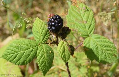 Tuberculed Bramble