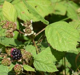 Tuberculed Bramble