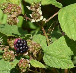 Tuberculed Bramble