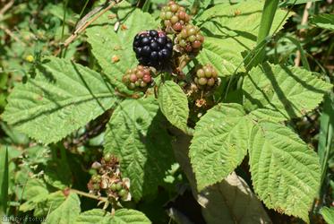 Tuberculed Bramble