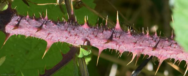 Tuberculed Bramble