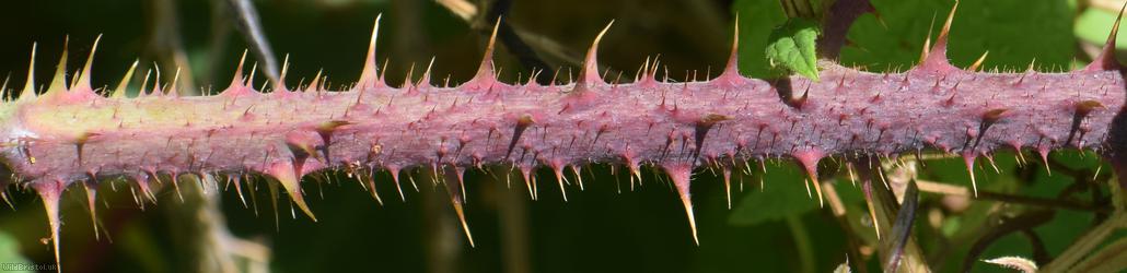 Tuberculed Bramble