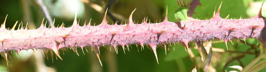 Tuberculed Bramble