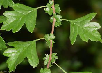image for Common Hawthorn type 103