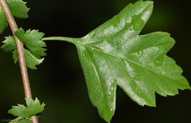 Common Hawthorn type 103