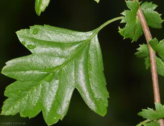 Common Hawthorn type 103
