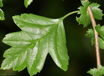Common Hawthorn type 103